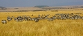  afrique 
 kenya 
 masai mara 
 photographe animalier 
 photographie animalière 
 zèbres de Burchell
animaux d'afrique 