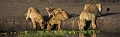  animaux d'afrique 
 kenya 
 lionne et lionceaux 
 masai mara 
 photographie animalière
 photographe animalier 
 savane 