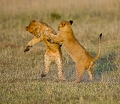  lionceau
afrique
kenya
masai mara
jeu
savane
photographe animalier
photographie animaliere 