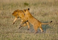  lionceau
afrique
kenya
masai mara
jeu
agilité
animaux d'afrique
photographe animalier
photographie animalière 