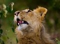  afrique 
 kenya 
 jeune lion 
 masai mara 
 photographe animalier 
 photographie animaliere 
 regard
 animaux d'afrique 