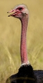  afrique 
 autruche 
 kenya 
 masai-mara 
 oiseau 
 portrait 
photographe animalier
photographie animaliere 