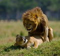  accouplement 
 afrique 
 kenya 
 lion 
photographie animaliere 
 masai mara 
 photographe animalier 
