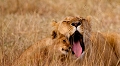  lionne
lionceau
kenya
masai mara
afrique
photographie animalière
photographe animalier 