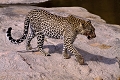Le long de la rivière Mara , gisait un gnou tué par une lionne ; après s'être repus les lions ont quitté leur proie , convoité par un léopard . Il est rare d'observer ainsi en pleine journée un léopard à découvert . léopard
afrique
 kenya
 masai mara
riviere Mara
photographe animalier
photographie animalière 