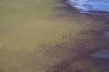 Les marais de Bangweulu sont  une vaste zone aquatique alimentée par 17 rivières et environ 1400mm d'eau par an. La superficie de cette zone est d'environ  15000km2. Les papyrus occupent le marais sur d'immenses zones qui sert de refuge aux oiseaux .  