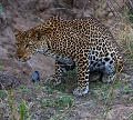 Cette femelle léopard d'environ neuf ans était intriguée par le moindre mouvement qui allait l'engager à chasser léopard, Zambie, South Luangwa, safari ,photographie animalière, mammifère d'afrique 