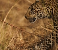  léopard, Zambie, South luangwa, safari, photographie animalière 