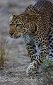 le soir tombait, un groupe de puku et d'impalas s'était enfui à l'instant, ce qui n'empêcha pas cette femelle de tenter un chasse. léopard, Zambie, South Luangwa, safari, photographie animalière 