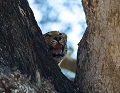 Nous étions proches de cet arbre où nous avions vu ce léopard regardant vers les hautes branches où se trouvait l'impala qu'il avait probablement tué la nuit précédente. léopard, Zambie, South Luangwa, safari, photographie animalière 