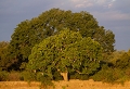 Le long de la Luangwa river S'épanouissent des arbres immenses car leur racines trouvent en permanence l'eau nécessaire.L'arbre à saucisse ainsi nommé par la forme des ses fruits , est pollinisé par les chauve-souris. En effet , ses fleurs répandent une odeur nauséabonde attirant ainsi leur pollinisateurs Arbre à saucisse, Zambie, South Luangwa, safari, photographie animalière. 
