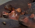  hippopotame, Zambie, South Luangwa, parc du sud luangwa, safari, photographie animalière 