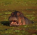  hippopotame,Zambie, South luangwa, parc du sud luangwa, safari, photographie animalière 