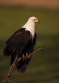  Pygargue vocifer, aigle pêcheur, Zambie, safari, South Luangwa, parc du sud Luangwa, photographie animalière 