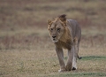 les lions du South Luangwa ne sont pas aisés à voir dans ce très grand parc. Il portent une crinière moins founie que  ceus du Kenya , notamment sur le dessus du crâne. Est-ce une adaptation à la chaleur ?  