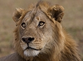  lion, Zambie, South Luangwa, parc du sud Luangwa, safari, photgraphie animalière, Thierry Duval 