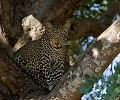  léopard, Zambie , South Luangwa, safari, animaux d'afrique, photographe animalier, photographie animalière 