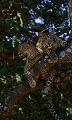 Après avoir suivis une femelle dans un fourré, nous l'avons entendu appeler son jeune qui l'a rejoint dans un arbre safari, Zambie, animaux d'afrique, léopard, parc du South Luangwa, photographie animalière, photographe animalier, Thierry Duval 