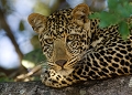 Ce jeune léopard ne craignait pas l'homme ce qui nous a permis de cadrer un portrait Zambie, photographie animalière, photographe animalier, léopard, safari, animaux d'afrique, parc du South Luangwa 