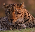  léopard, Zambie, photographe animalier, photographie animalière, safari, animaux d'afrique, parc du South Luangwa 