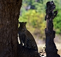  Zambie, léopard, safari, photographe animalier , photographie animaière, Thierry Duval, parc du South Luangwa 