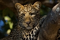 ce sont des instants magiques de rencontre avec la faune sauvage léopard, Zambie, safari, photographie animalière, photographe animalier, Thierry Duval, animaux d'afrique, parc du South Luangwa 